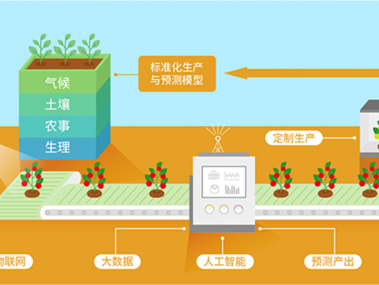 科技赋能农业，蔬菜技术咨询推动现代化种植，提升产量与品质