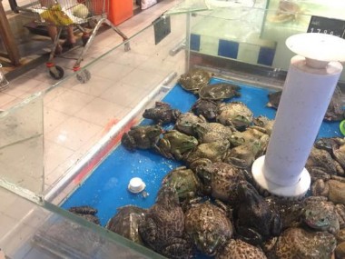 绿色育蛙热线，牛蛙育苗技术咨询，助养殖户高效育苗
