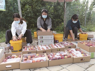 桔梗种植技术升级，助力农民增收产业飞跃